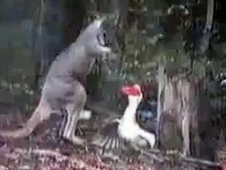 Kanguru ile kaz fena kapıştı