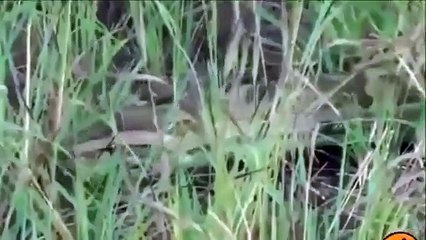 Giant Pythons Man Attack  | Snake vs Man