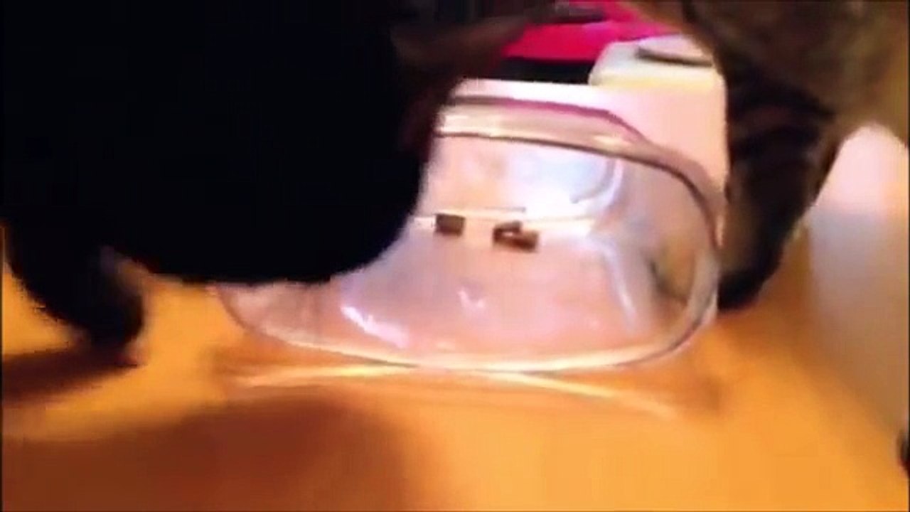 Smartest Cats EVER  | Cute things