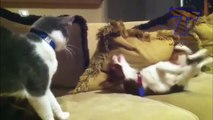 Dogs and cats meeting for the first time - Cute and funny dog & cat compilation