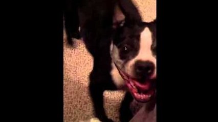 Un chien avec le sens du rythme