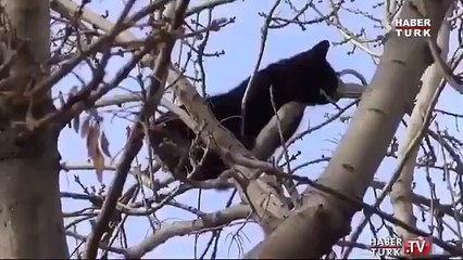 Başarılı kedi kurtarma operasyonu