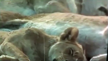 Watch Lions Documentary: Lion Super Revenge *Hyenas Destroy and Devour Lioness * National