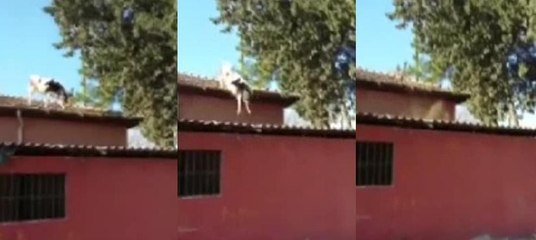 Sağlıkçılardan kaçan inek çatıdan böyle atladı