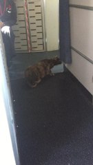 Un chat veut prendre l'avion... Et sans passeport en plus!