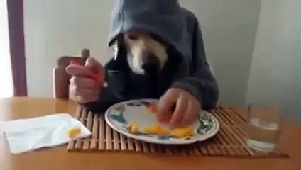 Целый день ржал