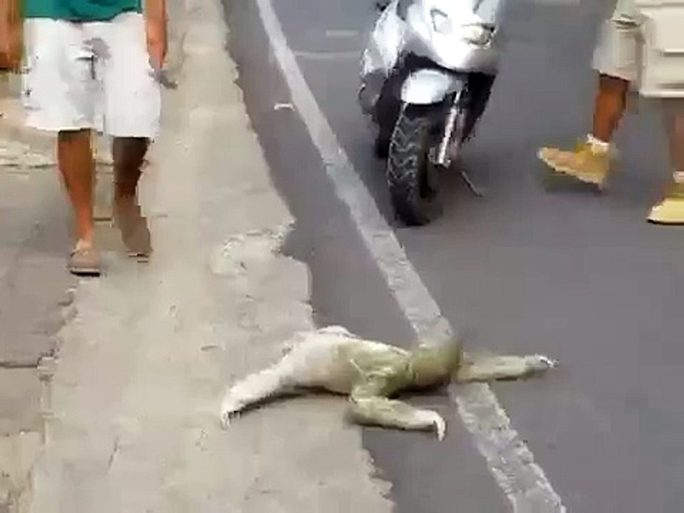 ленивец лол