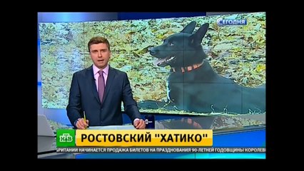 Ростовский 'Хатико'. Удивительная история