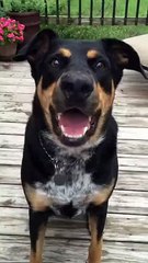 Barking dog knows the system SILENT