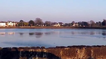 Foca sunbathing on a surfboard