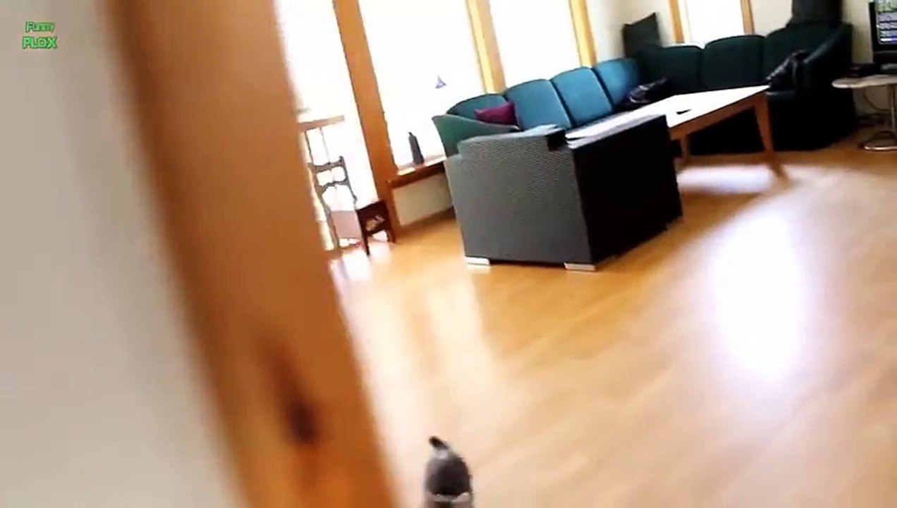 Funny Cats 23-12-2015