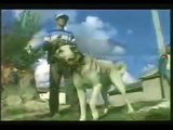 Sivas Kangal Çoban Köpeği Tanıtım Belgeseli