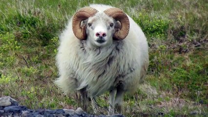 HOW TO BEATBOX #1 (The Basic Beats)