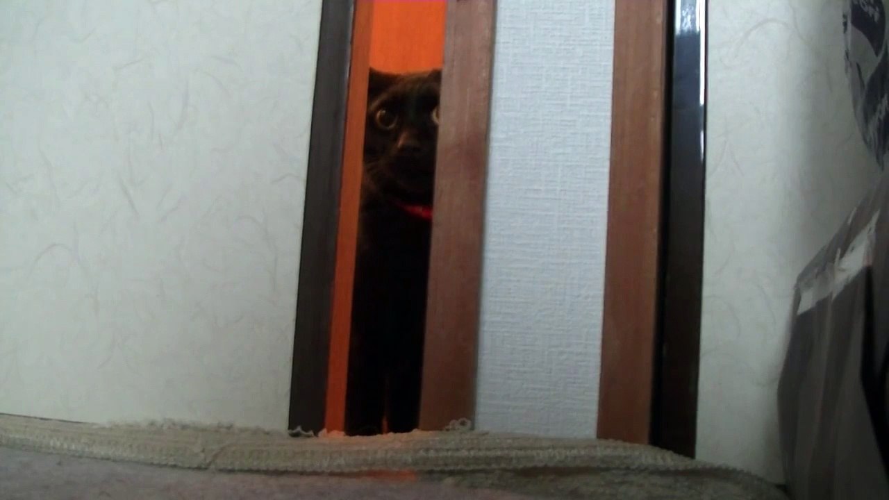 入室をためらう黒猫（面白い＆可愛い猫）The black cat which hesitates abo