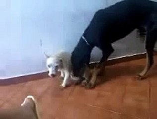 best Animals Having Fun Breeding Reproducing Dogs Mating 4 ~ Best Funny Animals 2014 revie