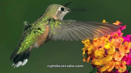 Hip Hop Instrumentals 🎶 - Download & Own Exclusive Rights - thumbnail