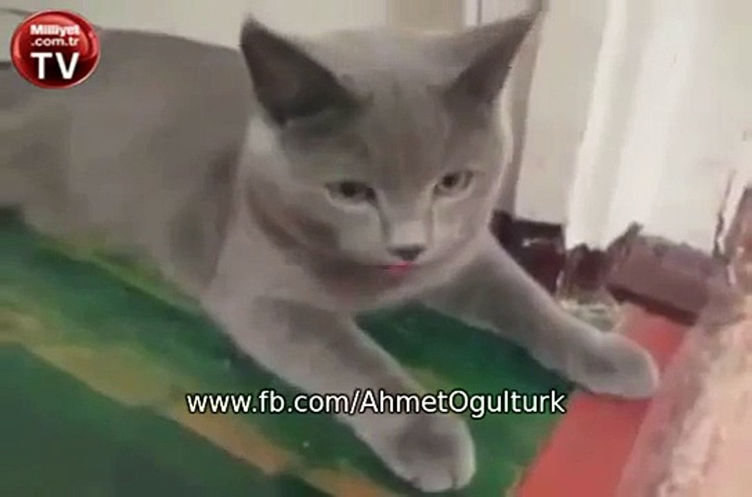 Köpek taklidi yapan kedi