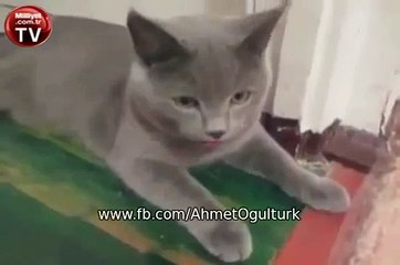 Köpek taklidi yapan kedi