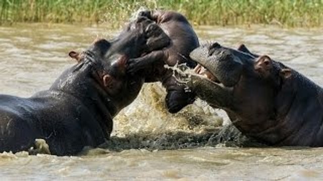 Predadores Africanos - Armas Letais