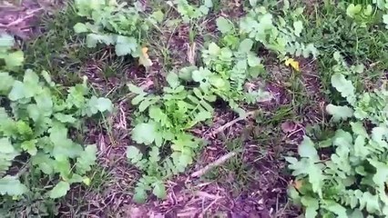 Cover Crops Pay Series, Broadcast Application with Highboy