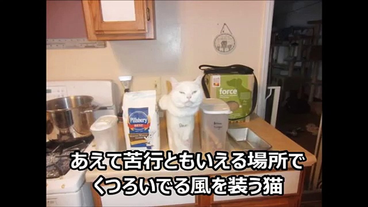 なんでそうなるの？カワイイ猫の面白い意味不明な行動まとめ動画