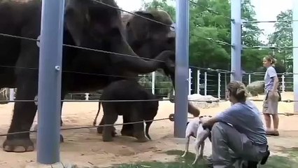 Cute Baby Elephant “Baylor“ Plays With Mom