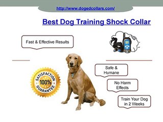 Best Dog Training Shock Collar