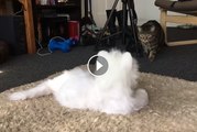 Cats React to Robot Cat