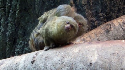 Pygmy Marmoset