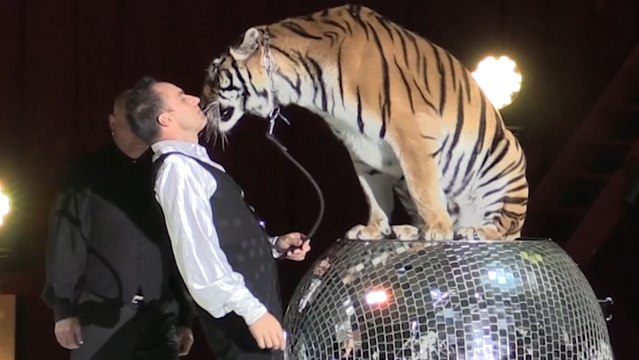 Spectacle de Noël : Dans la magie du cirque