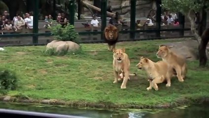 Lions Get Bones!