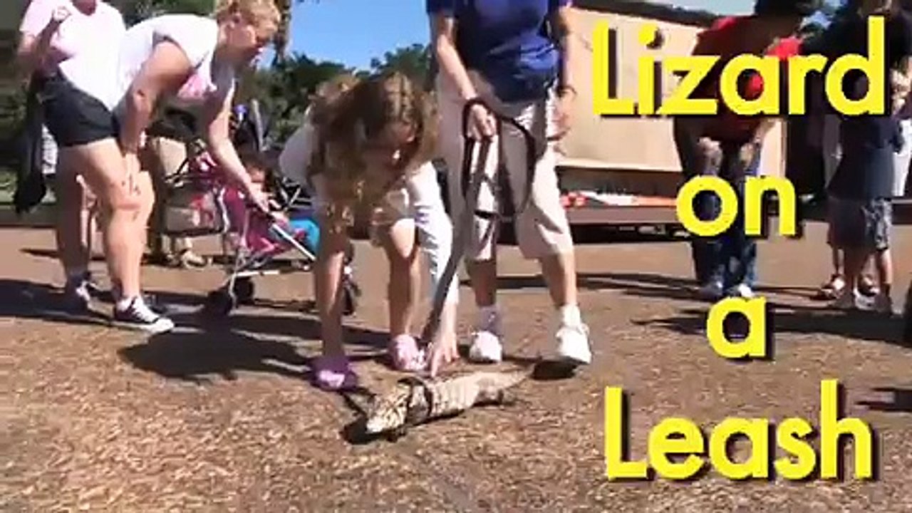 Tegu Lizard on a Leash