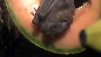Fruit & Nectar Bat Feeding at the Children's Zoo