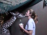 Bottle-Feeding Miles the Baby Giraffe