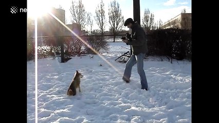 Just a dog trying to catch some snow