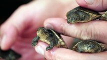 Madagascar Big Headed Turtle Babies