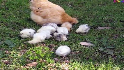 Đàn Gà Trong Sân - Nhạc Thiếu Nhi Vui Nhộn Hay Nhất