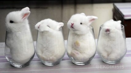 Des bébés lapins dans des verres
