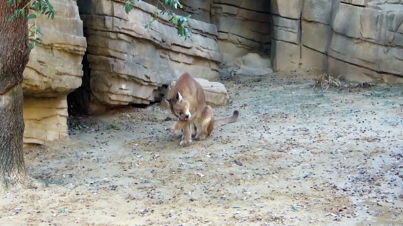 Cougar