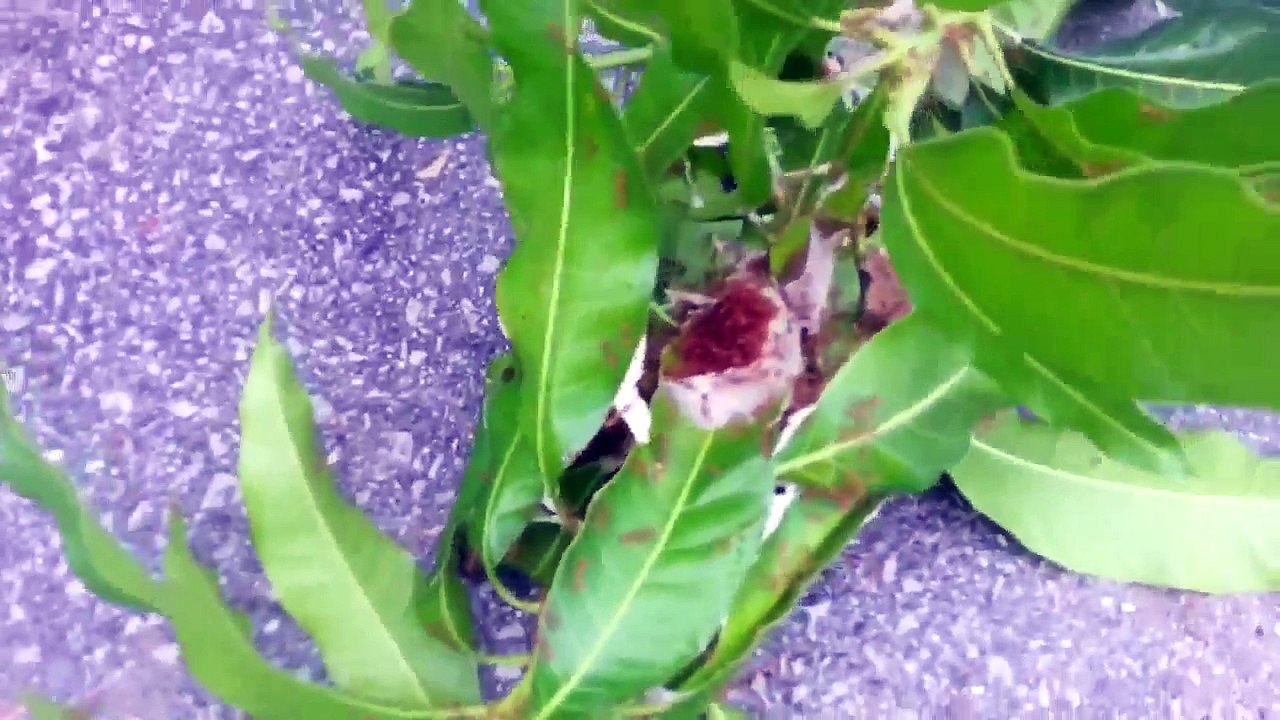 Il met des fourmis rouges dans son slip