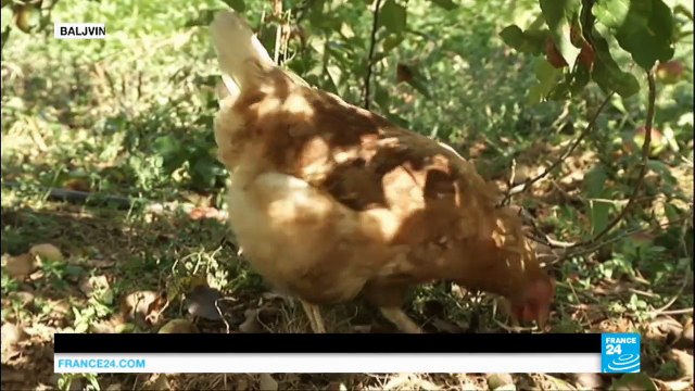 Bosnia: Baljvine, the village that rejected ethnic divisions