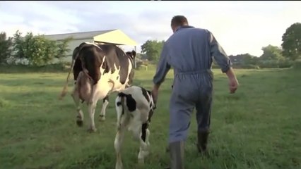 Un veau enlevé à sa mère (Extrait de documentaire)
