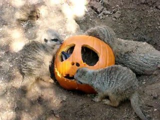 Meerkats Get a Spooky Treat