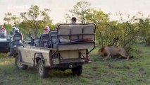 Lion pride hunts down three buffalo at Kruger National Park