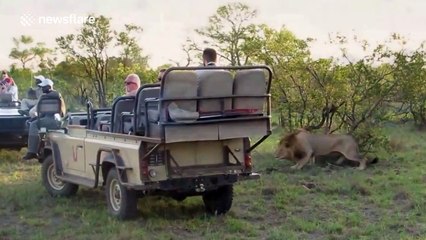 Lion pride hunts down three buffalo at Kruger National Park