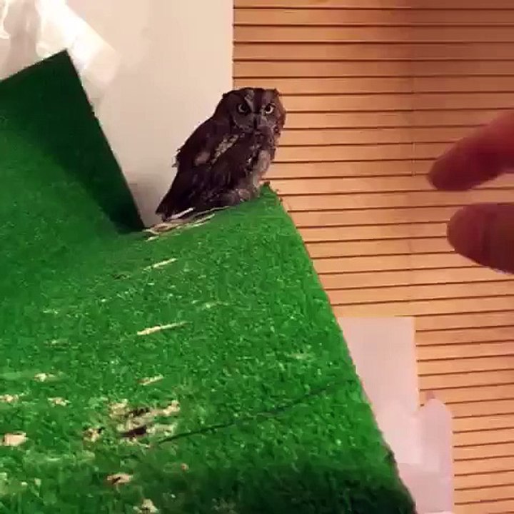 Un hibou aime les caresses