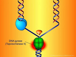 Fluoroquinolones_ Mechanisms of Action and Resistance