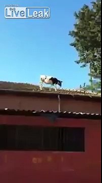 Une vache complètement malade passe à travers un toit