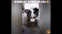 Ce chien s'amuse à faire des bulles dans l'eau... Trop marrant