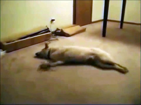 Ce chien en plein rêve va finir dans le mur